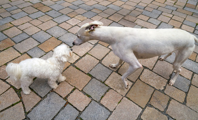 hound and Maltese bichon dogs smelling