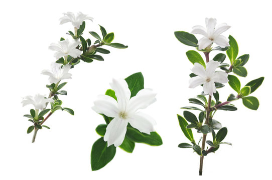 flowers of serissa on a white background