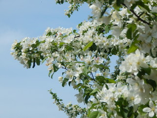 Blooming apple tree