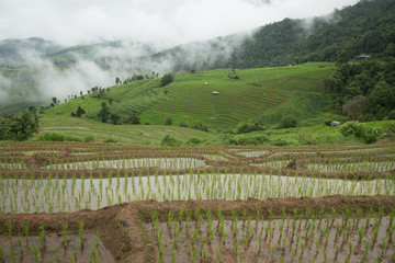 Beautiful scenery during  of the Pa Pong Piang rice terraces(paddy field) at Mae-Jam,Chaingmai Province in Thailand.