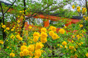 Fototapeta premium 京都 下鴨神社の山吹