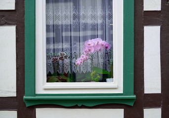 Stolberg orchid flowers window in Harz Germany