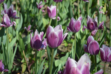 Fancy Tulips