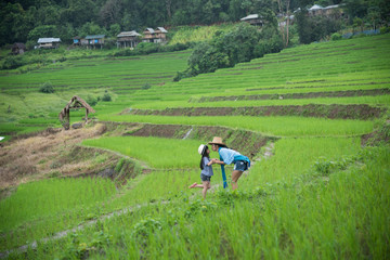 Fototapeta premium Beautiful scenery during of the Pa Pong Piang rice terraces(paddy field) at Mae-Jam,Chaingmai Province in Thailand.