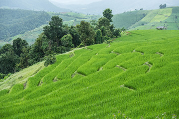 Beautiful scenery during  of the Pa Pong Piang rice terraces(paddy field) at Mae-Jam,Chaingmai Province in Thailand.