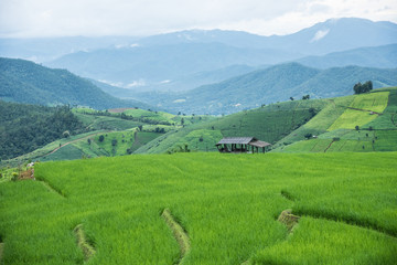 Fototapeta na wymiar Beautiful scenery during of the Pa Pong Piang rice terraces(paddy field) at Mae-Jam,Chaingmai Province in Thailand.