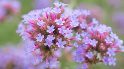 Small purple flower in the garden