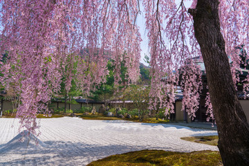 京都　高台寺の枝垂れ桜