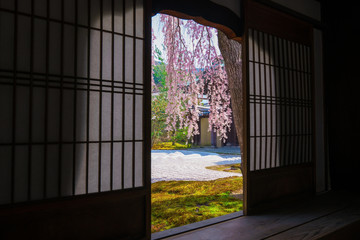 京都　高台寺の枝垂れ桜