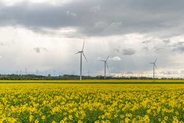 Windmills on the colza field