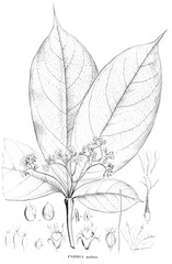 Illustration of plant