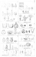 Illustration of plant