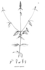 Illustration of plant