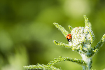 small red ladybug on the white valerian flower with creamy background