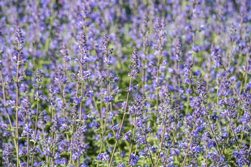 lavender field background