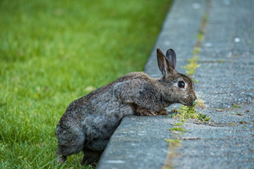 grey rabbit eating roadside flower under the shade