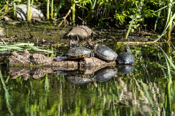 Naklejka na ściany i meble three turtles sun bathing in the pond on a wood