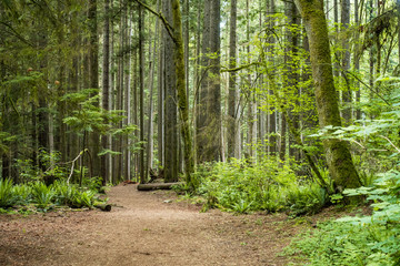 opening in the forest with flat ground and surrounded by cedar trees