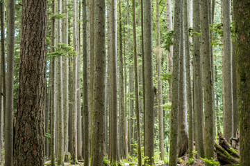 cedar trees filled forest background