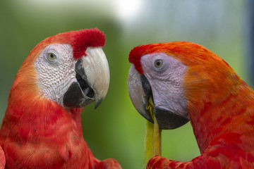 Closeup  scarlet  macaws