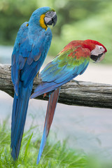 Blue and gold and Green winged macaw perching on a branch