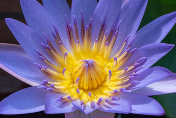 Close up of blooming deep purple waterlily or lotus flower with yellow pollen in center.