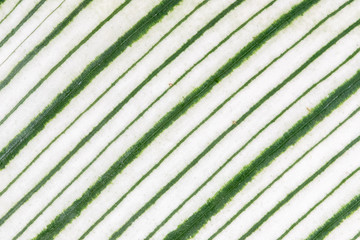 close up of green and white leaf texture for the background.