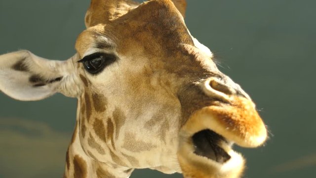 Big head of a giraffe close-up, eating grass. The big eyes. The branch of green leaves.Slowly chewing food. HD.