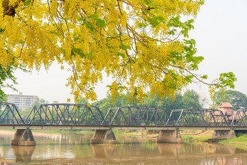 Golden shower tree over iron bridge in summer.