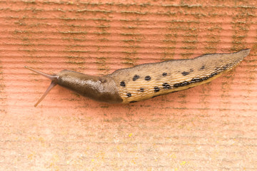Large spotted slug crawling on the wall