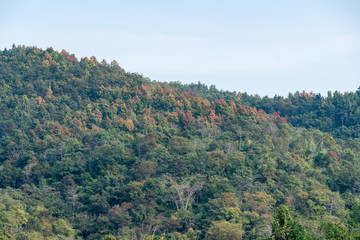 Mixed Deciduous Forest with green leaves begin to change color in the dry season.