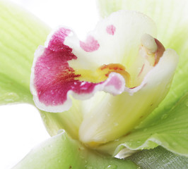 green orchid flower isolated