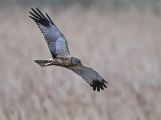 Western marsh harrier (Circus aeruginosus)