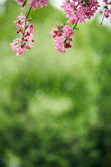 close-up shot of beautiful pink cherry blossom on green natural background © LIGHTFIELD STUDIOS