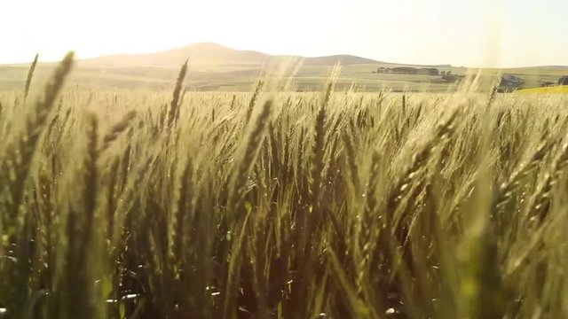 Close up still shot of golden wheat blowing in the wind in a field in South Africa with hills in the background