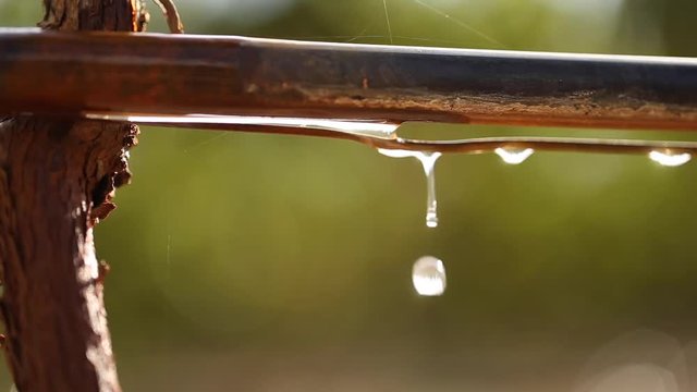 Close up footage of water dripping in a vineyard on the drip irrigation system