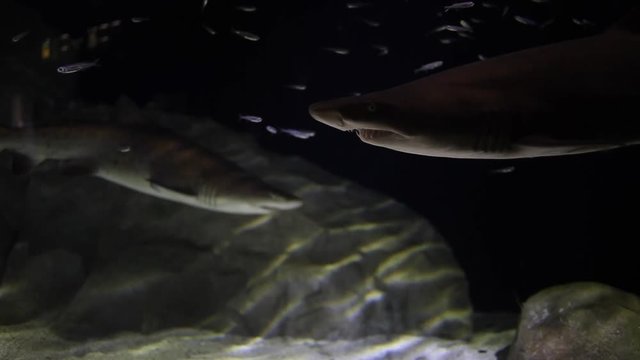 Close up video footage of Sandtiger sharks and Raggedtooth sharks swimming in an aquarium