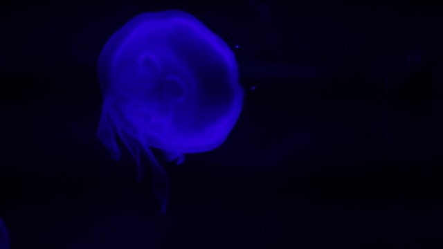 Close up footage of moon jellyfish swimming under blue lights in an aquarium