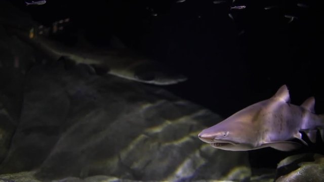 Close up Sandtiger sharks Raggedtooth sharks slowly swimming in an aquarium towards and then parallel to camera