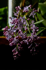 close-up shot of aromatic lilac flowers in darkness