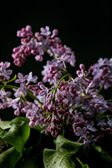 close-up shot of aromatic spring lilac flowers isolated on black