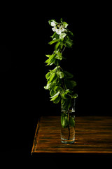 close-up shot of branch of white cherry blossom in vase on wooden table isolated on black