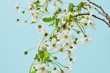 close-up shot of branches of white cherry flowers isolated on blue