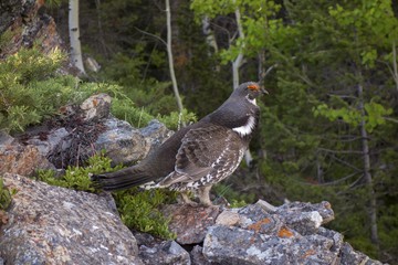 Male Spruce Grouse or Canadian Grouse (Falcipennis canadensis) Bird during Springtime Mating Season in Alberta Foothills of Canadian Rocky Mountains