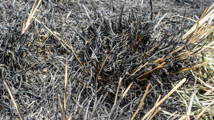 Closed up burnt grass land after religious worship at tomb for dry nature texture