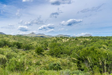 Fototapeta na wymiar Mallorca, Intense green ground covering and trees on nature mountain landscape on spanish holiday island