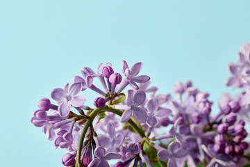close-up shot of beautiful spring lilac flowers isolated on blue