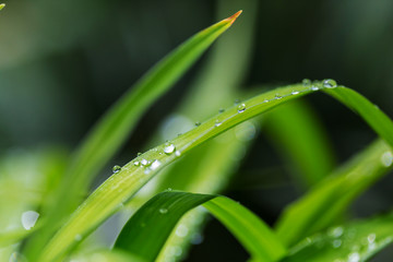 Dew drop