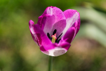 Fototapeta premium Tulip