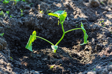 Sprout